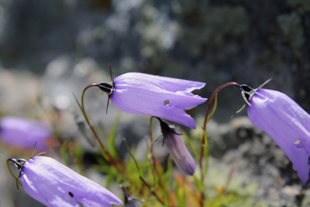 Campanula excisa / Campanula incisa